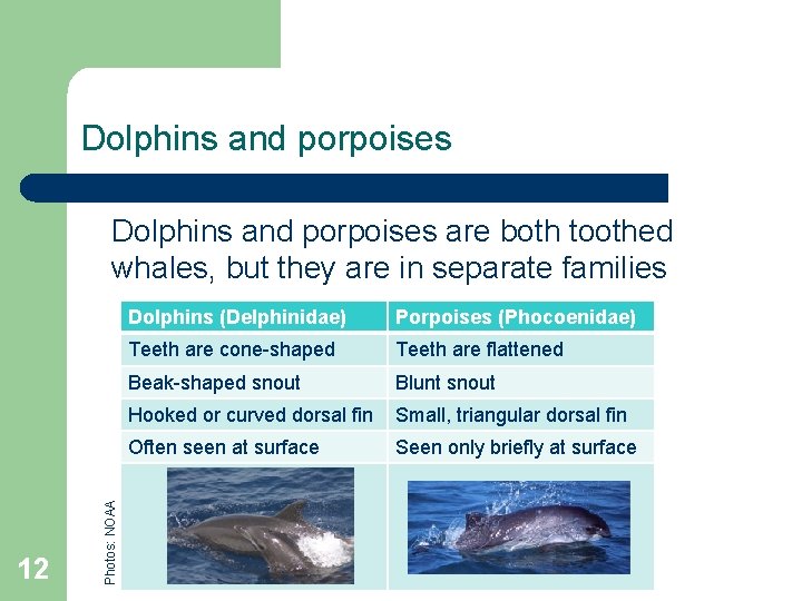 Dolphins and porpoises 12 Photos: NOAA Dolphins and porpoises are both toothed whales, but