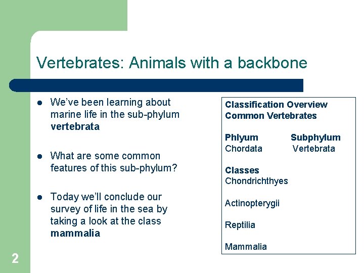 Vertebrates: Animals with a backbone l l l 2 We’ve been learning about marine