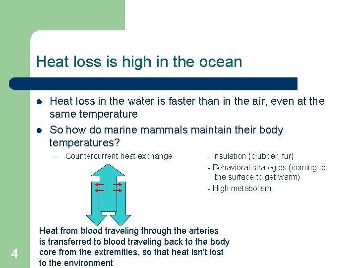 Heat loss is high in the ocean l l Heat loss in the water