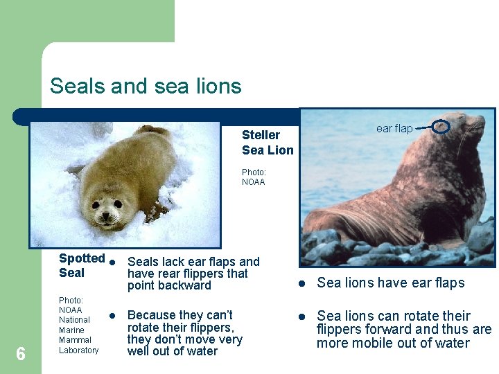 Seals and sea lions ear flap Steller Sea Lion Photo: NOAA Spotted l Seals