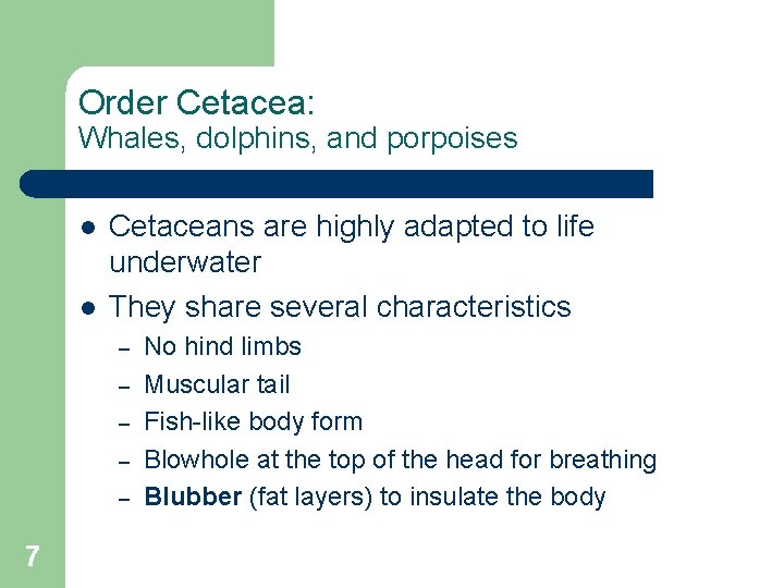 Order Cetacea: Whales, dolphins, and porpoises l l Cetaceans are highly adapted to life