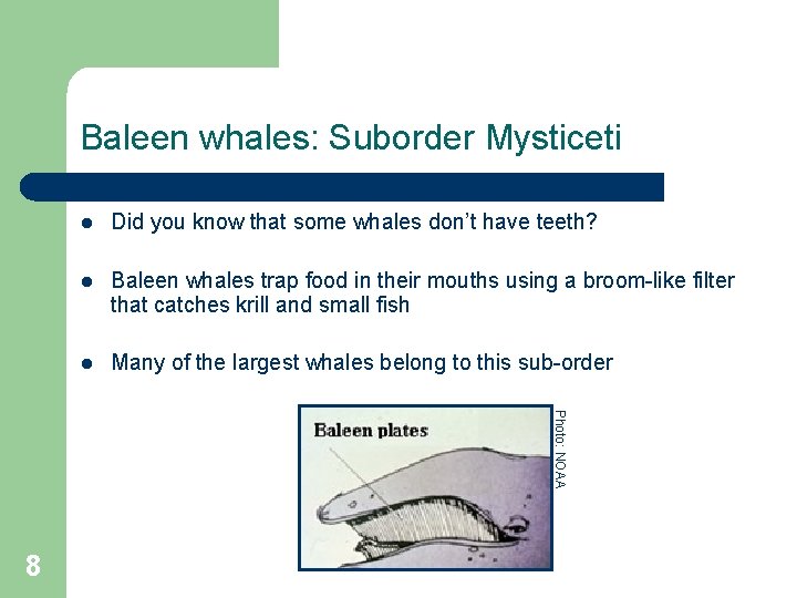 Baleen whales: Suborder Mysticeti l Did you know that some whales don’t have teeth?