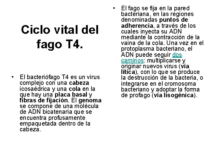 Ciclo vital del fago T 4. • El bacteriófago T 4 es un virus