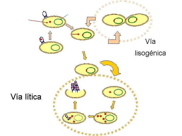 Vía lisogénica Vía lítica 