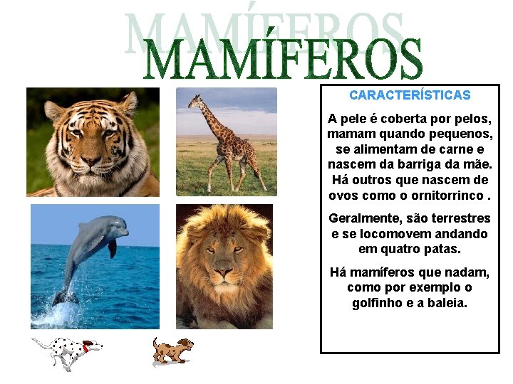 CARACTERÍSTICAS A pele é coberta por pelos, mamam quando pequenos, se alimentam de carne