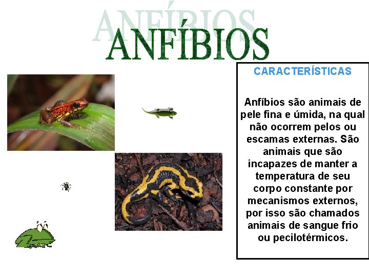 CARACTERÍSTICAS Anfíbios são animais de pele fina e úmida, na qual não ocorrem pelos