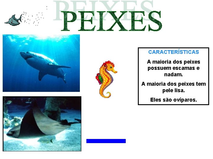 CARACTERÍSTICAS A maioria dos peixes possuem escamas e nadam. A maioria dos peixes tem