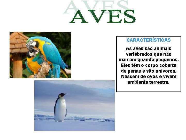 CARACTERÍSTICAS As aves são animais vertebrados que não mamam quando pequenos. Eles têm o