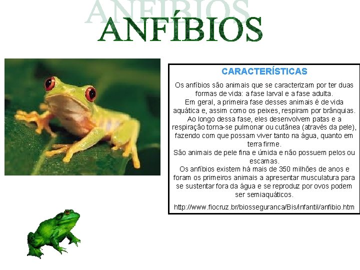 CARACTERÍSTICAS Os anfíbios são animais que se caracterizam por ter duas formas de vida: