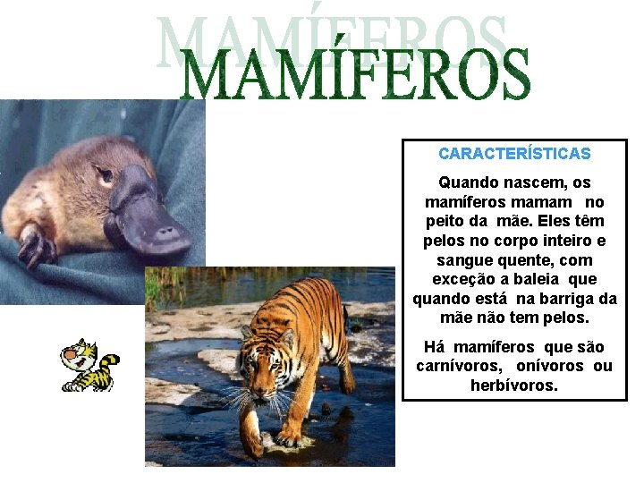 CARACTERÍSTICAS Quando nascem, os mamíferos mamam no peito da mãe. Eles têm pelos no