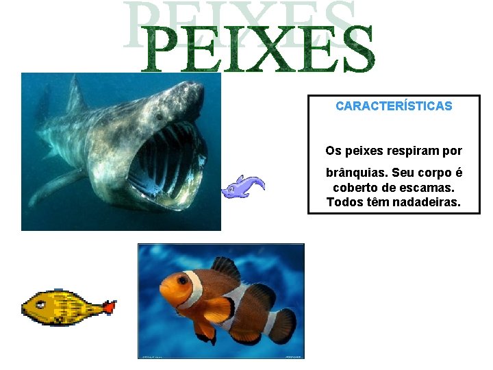 CARACTERÍSTICAS Os peixes respiram por brânquias. Seu corpo é coberto de escamas. Todos têm