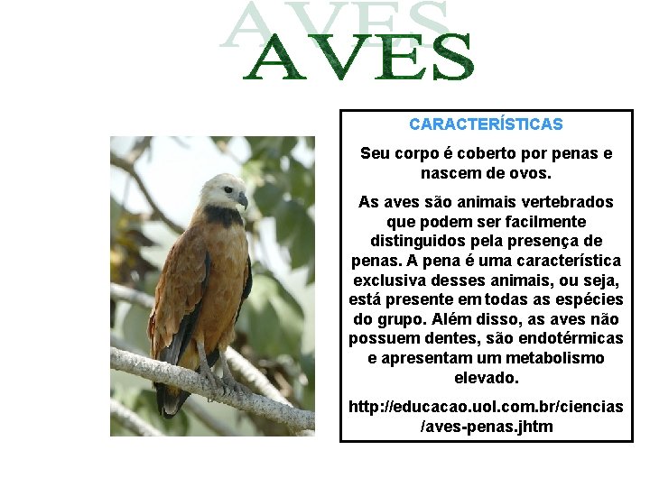 CARACTERÍSTICAS Seu corpo é coberto por penas e nascem de ovos. As aves são