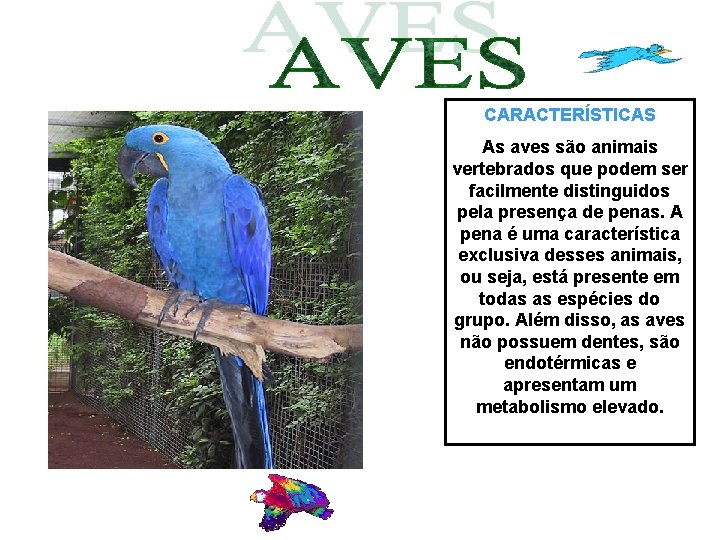 CARACTERÍSTICAS As aves são animais vertebrados que podem ser facilmente distinguidos pela presença de