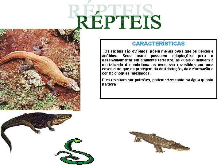CARACTERÍSTICAS Os répteis são ovíparos, põem menos ovos que os peixes e anfíbios. Seus