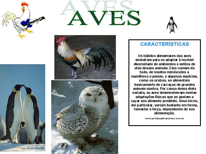 CARACTERÍSTICAS Os hábitos alimentares das aves evoluíram para se adaptar à incrível diversidade de