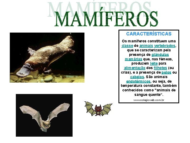 CARACTERÍSTICAS Os mamíferos constituem uma classe de animais vertebrados, que se caracterizam pela presença