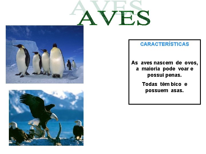 CARACTERÍSTICAS As aves nascem de ovos, a maioria pode voar e possui penas. Todas