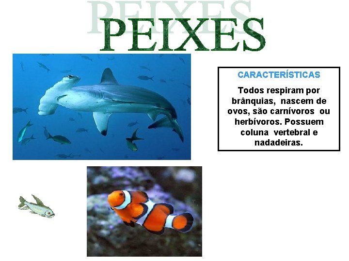 CARACTERÍSTICAS Todos respiram por brânquias, nascem de ovos, são carnívoros ou herbívoros. Possuem coluna