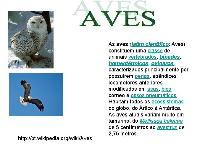 http: //pt. wikipedia. org/wiki/Aves As aves (latim científico: Aves) constituem uma classe de animais