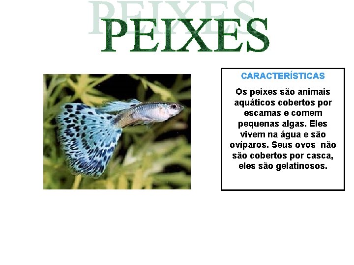 CARACTERÍSTICAS Os peixes são animais aquáticos cobertos por escamas e comem pequenas algas. Eles