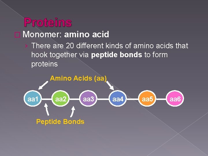 Proteins � Monomer: amino acid › There are 20 different kinds of amino acids Proteins � Monomer: amino acid › There are 20 different kinds of amino acids