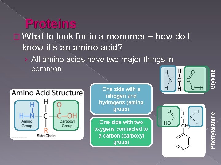 Proteins to look for in a monomer – how do I know it’s an