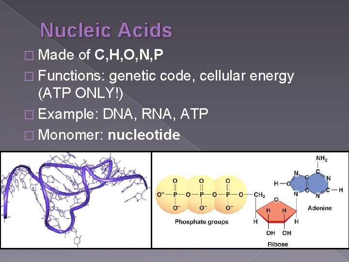 Nucleic Acids � Made of C, H, O, N, P � Functions: genetic code,