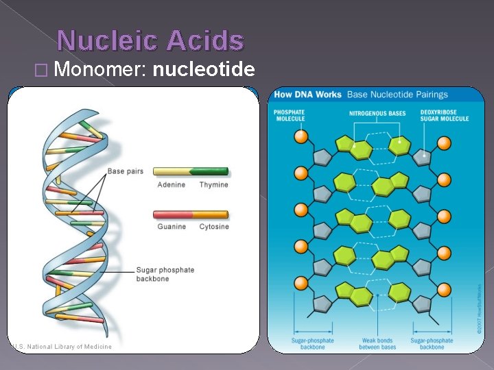 Nucleic Acids � Monomer: nucleotide 