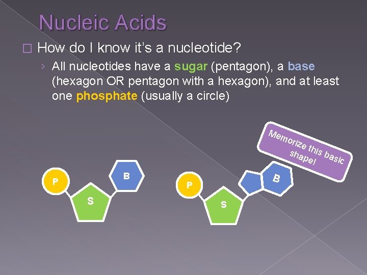 Nucleic Acids � How do I know it’s a nucleotide? › All nucleotides have Nucleic Acids � How do I know it’s a nucleotide? › All nucleotides have