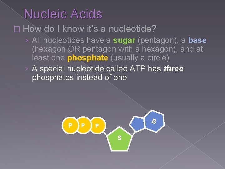 Nucleic Acids � How do I know it’s a nucleotide? › All nucleotides have