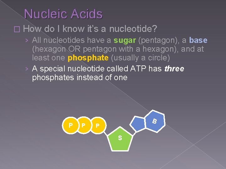 Nucleic Acids � How do I know it’s a nucleotide? › All nucleotides have Nucleic Acids � How do I know it’s a nucleotide? › All nucleotides have