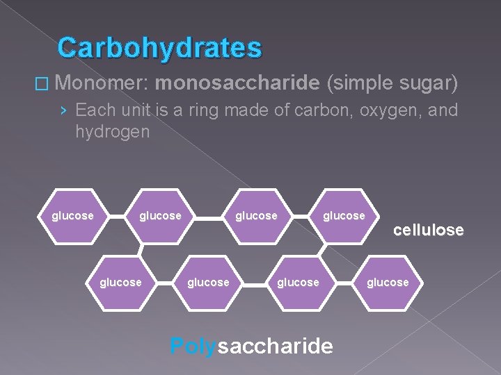 Carbohydrates � Monomer: monosaccharide (simple sugar) › Each unit is a ring made of