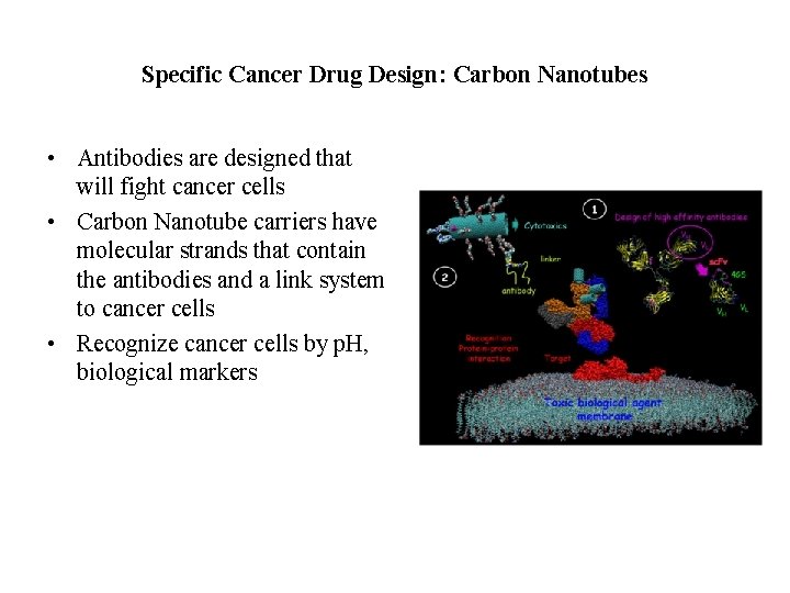 Specific Cancer Drug Design: Carbon Nanotubes • Antibodies are designed that will fight cancer