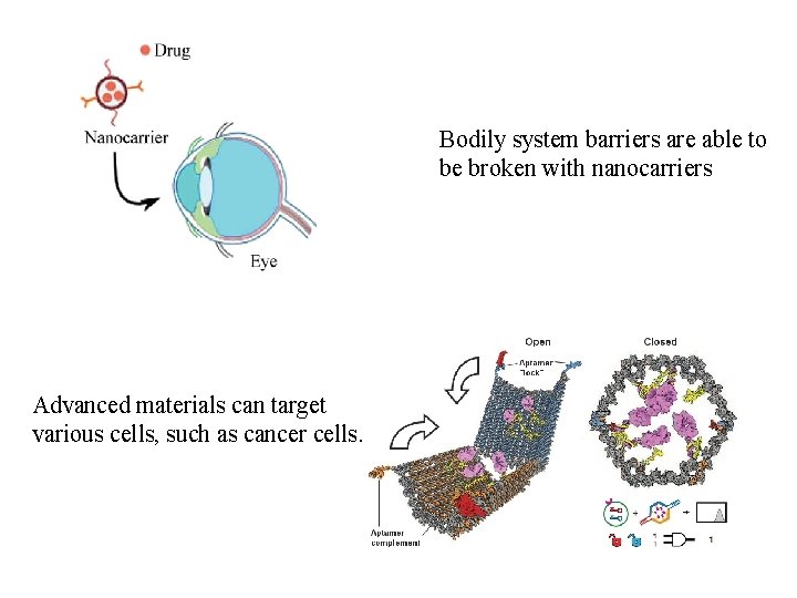 Bodily system barriers are able to be broken with nanocarriers Advanced materials can target