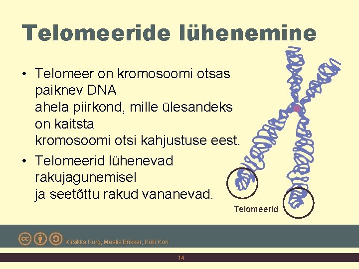 Telomeeride lühenemine • Telomeer on kromosoomi otsas paiknev DNA ahela piirkond, mille ülesandeks on