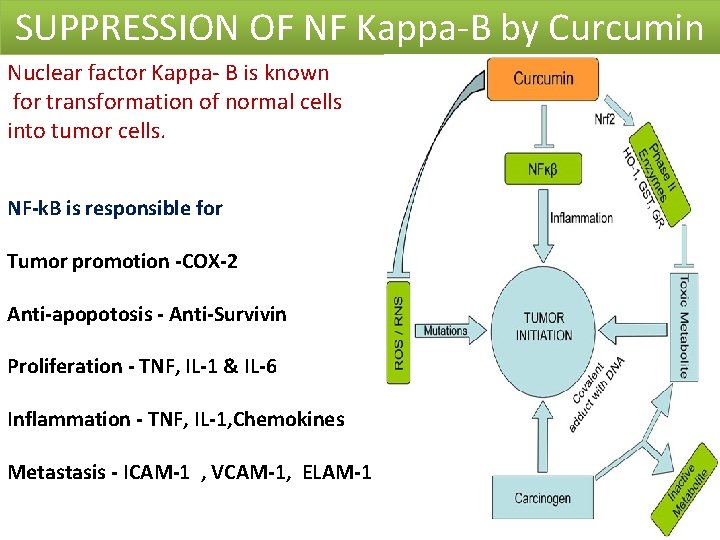 SUPPRESSION OF NF Kappa-B by Curcumin Nuclear factor Kappa- B is known for transformation