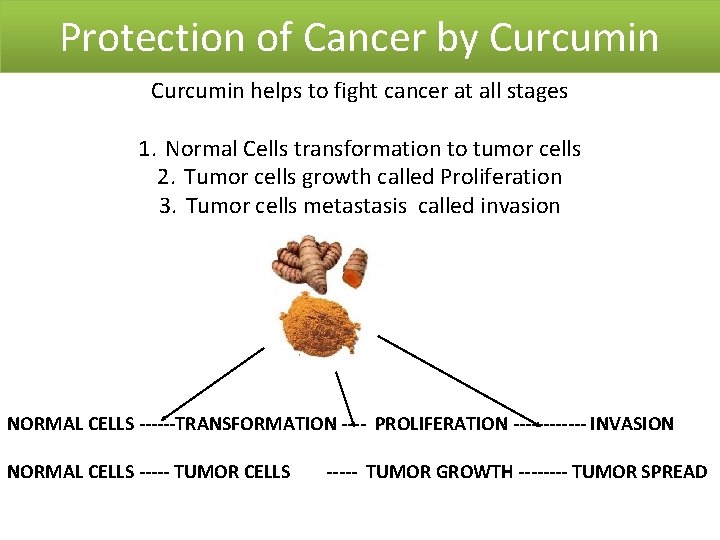 Protection of Cancer by Curcumin helps to fight cancer at all stages 1. Normal