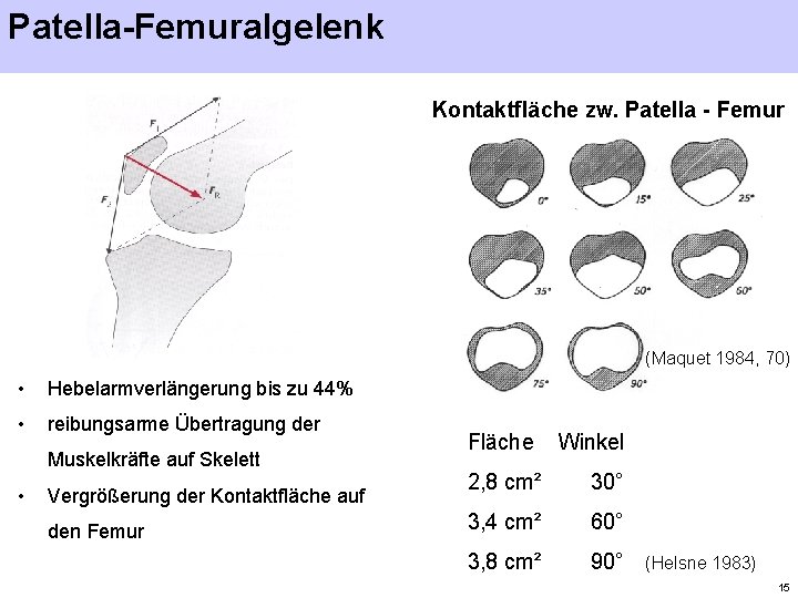 Patella-Femuralgelenk Kontaktfläche zw. Patella - Femur (Maquet 1984, 70) • Hebelarmverlängerung bis zu 44%