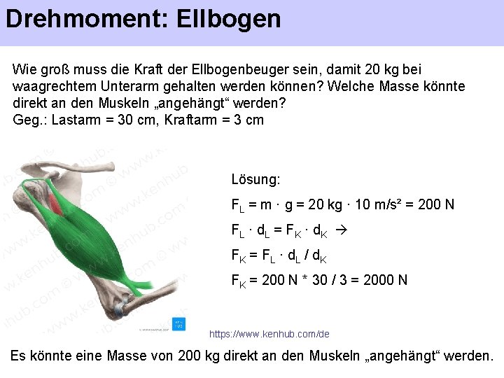 Drehmoment: Ellbogen Wie groß muss die Kraft der Ellbogenbeuger sein, damit 20 kg bei