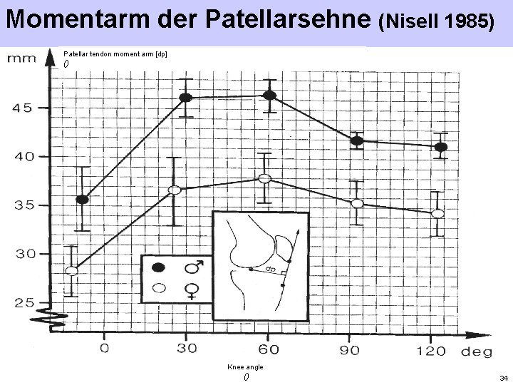 Momentarm der Patellarsehne (Nisell 1985) Patellar tendon moment arm [dp] () Knee angle ()