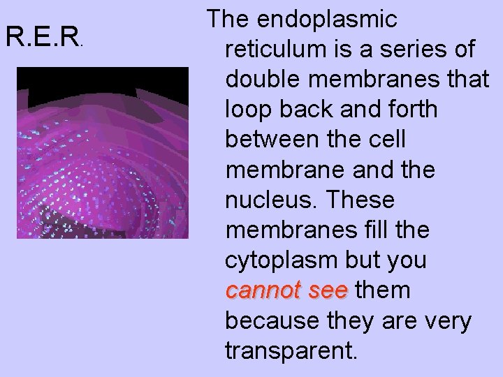 R. E. R. The endoplasmic reticulum is a series of double membranes that loop R. E. R. The endoplasmic reticulum is a series of double membranes that loop
