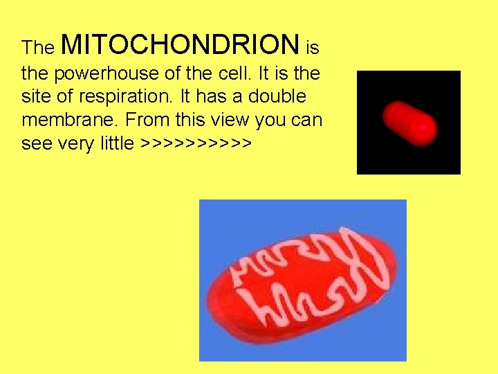 The MITOCHONDRION is the powerhouse of the cell. It is the site of respiration.