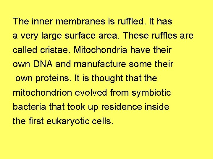 The inner membranes is ruffled. It has a very large surface area. These ruffles The inner membranes is ruffled. It has a very large surface area. These ruffles