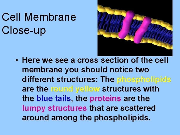 Cell Membrane Close-up • Here we see a cross section of the cell membrane
