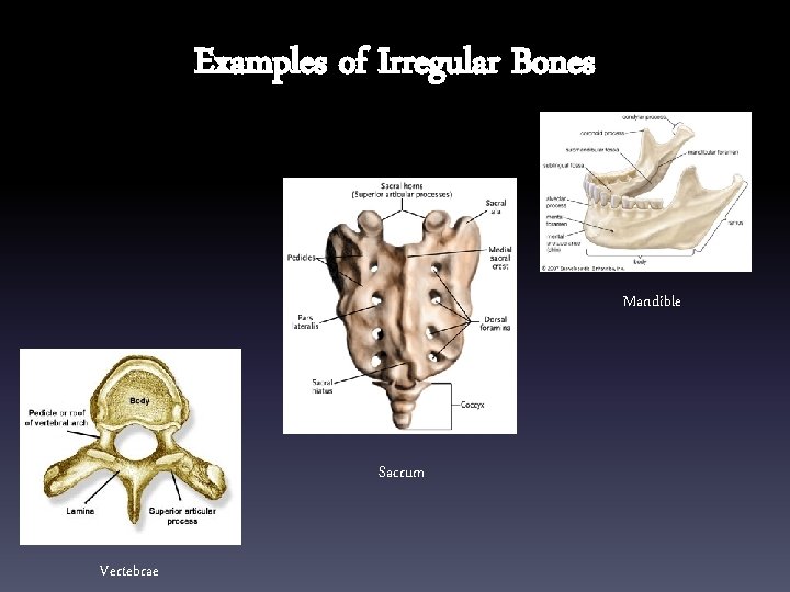 Examples of Irregular Bones Mandible Sacrum Vertebrae 