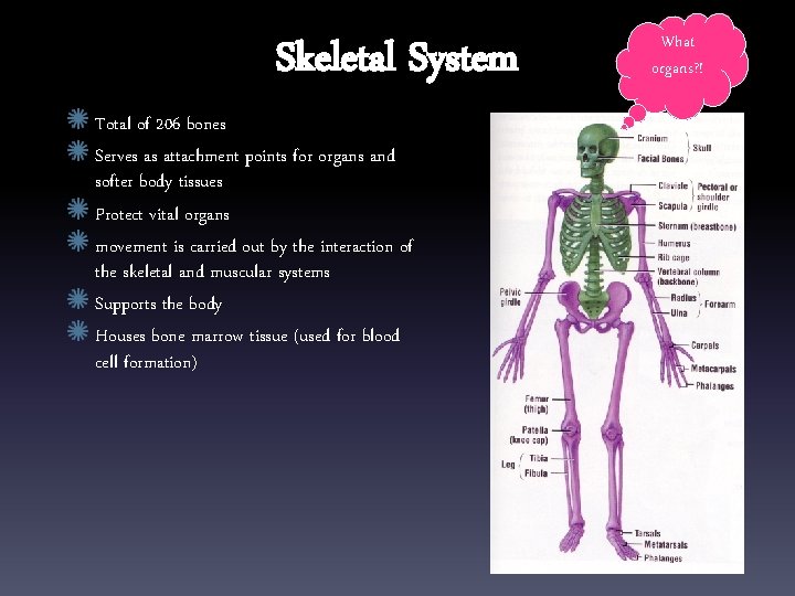 Skeletal System Total of 206 bones Serves as attachment points for organs and softer