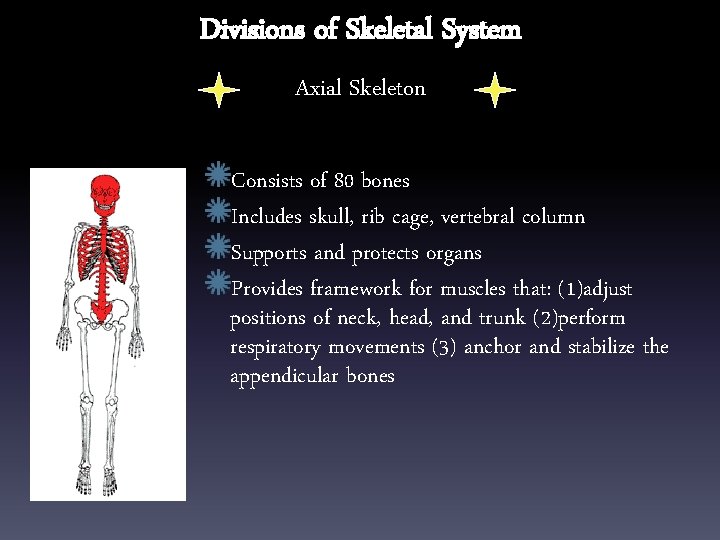 Divisions of Skeletal System Axial Skeleton Consists of 80 bones Includes skull, rib cage,