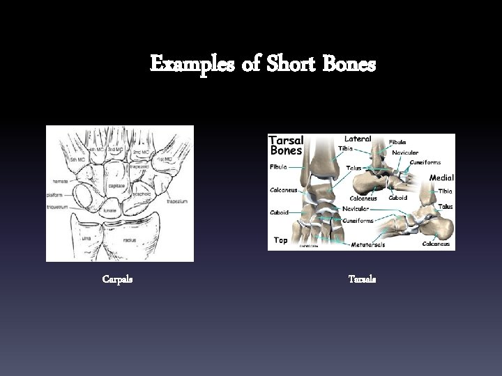 Examples of Short Bones Carpals Tarsals 