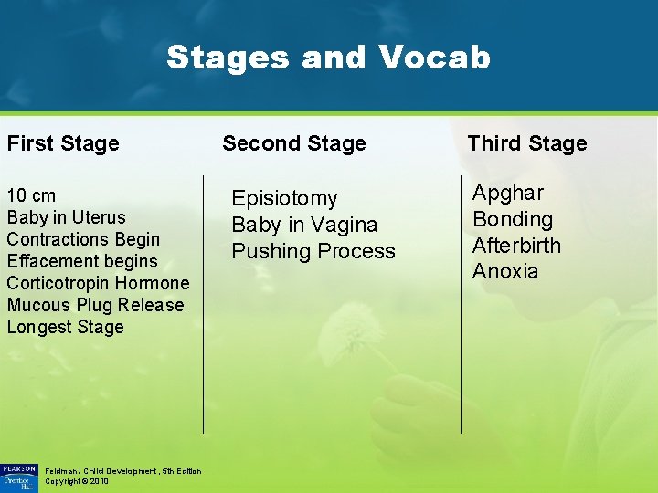 Stages and Vocab First Stage 10 cm Baby in Uterus Contractions Begin Effacement begins