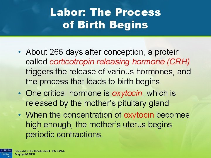 Labor: The Process of Birth Begins • About 266 days after conception, a protein